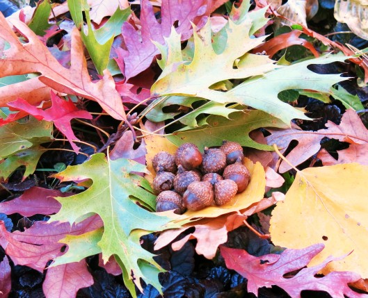 A Cache of Acorns on Fall Leaves