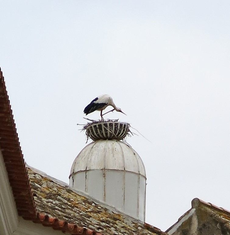 Stork on a Chimney
