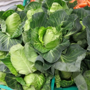Portuguese Pointed Cabbages